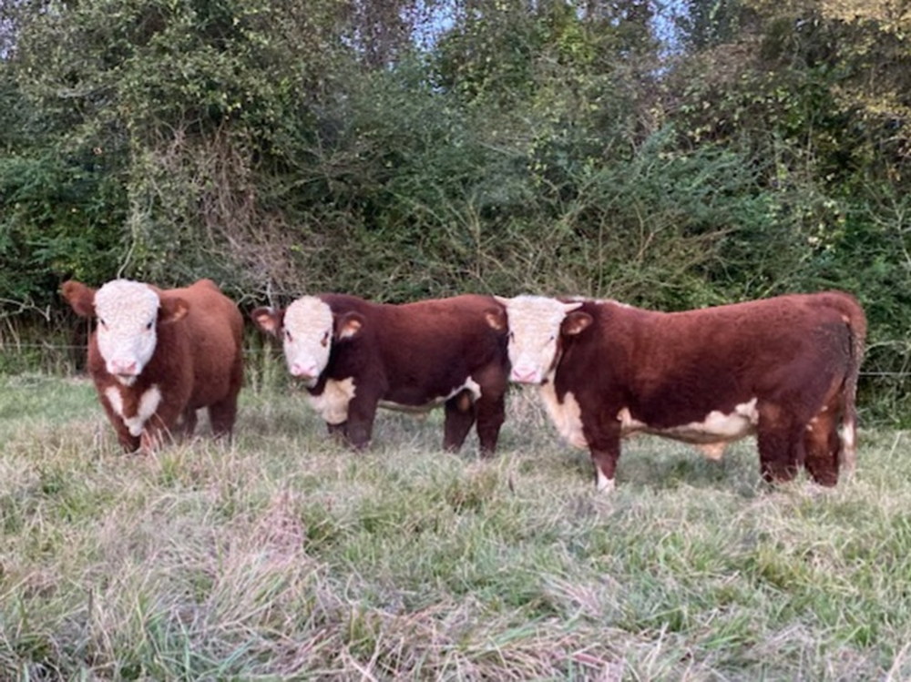 For Sale: 10 Hereford, Polled Hereford Bulls